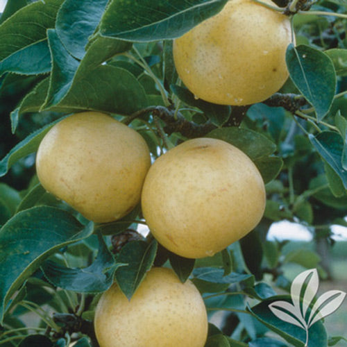 Orient pear tree with ripening fruit
