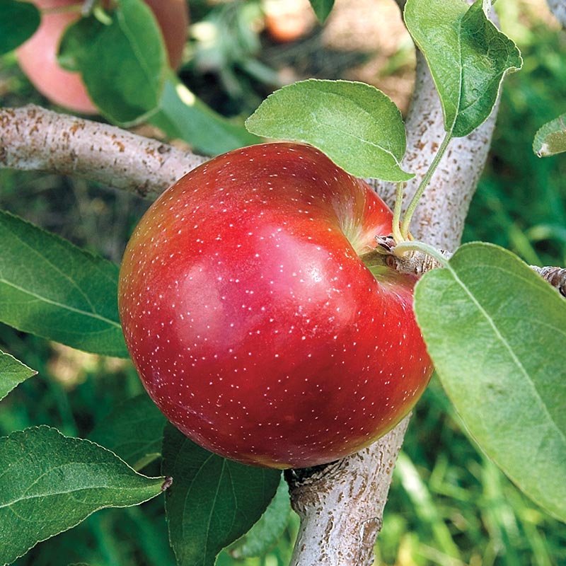 Liberty apple tree sapling for sale
