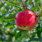 Close-up of red Fuji apples on a branch
