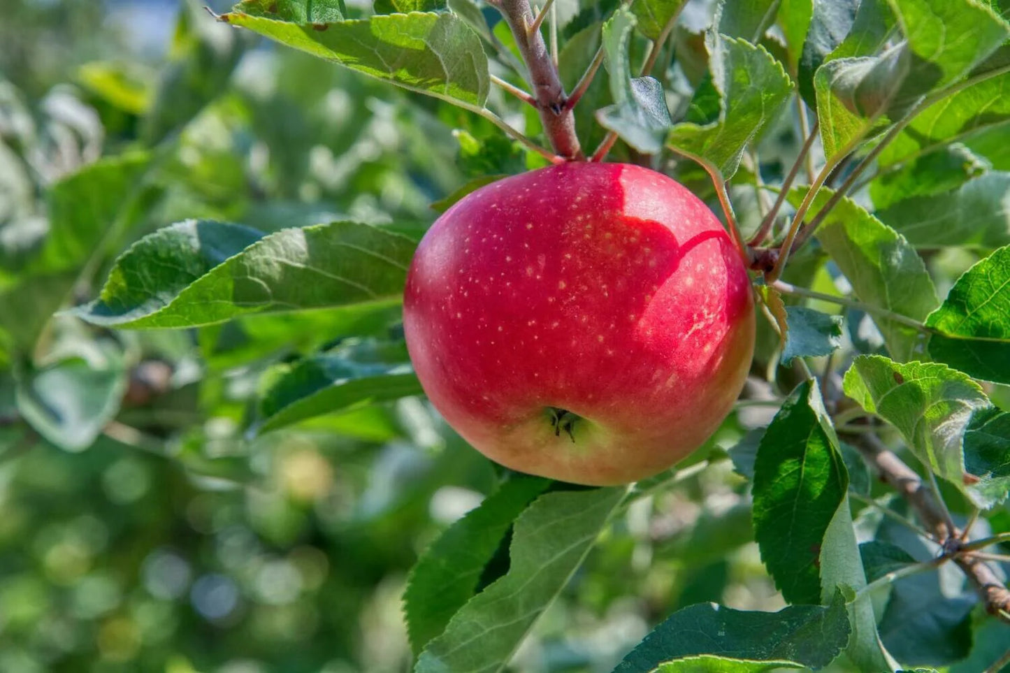 Close-up of red Fuji apples on a branch
