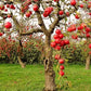 Dwarf Fuji apple tree in a backyard garden
