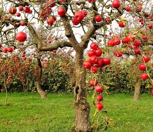 Dwarf Fuji apple tree in a backyard garden
