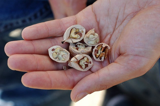 Hand-harvested hickory nuts.
