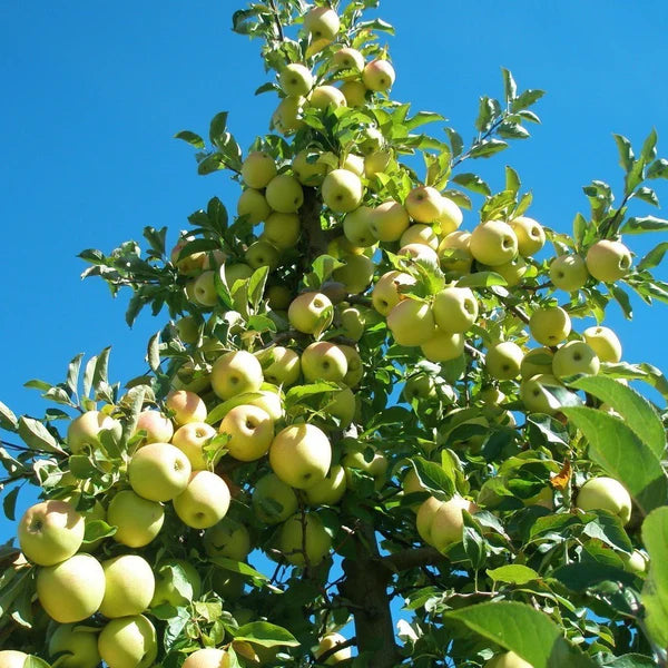 Golden Delicious apple tree leaves and fruit
