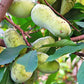 Pawpaw Tree Growing in Midwest Climate Zone 6


