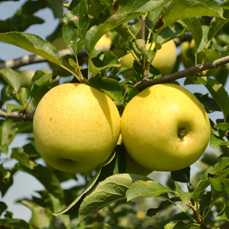 Dwarf Golden Delicious apple tree in a backyard
