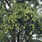 Close-up of Orient pear clusters on a branch
