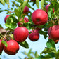 Ripe Winesap apples on a branch
