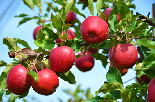 Ripe Winesap apples on a branch
