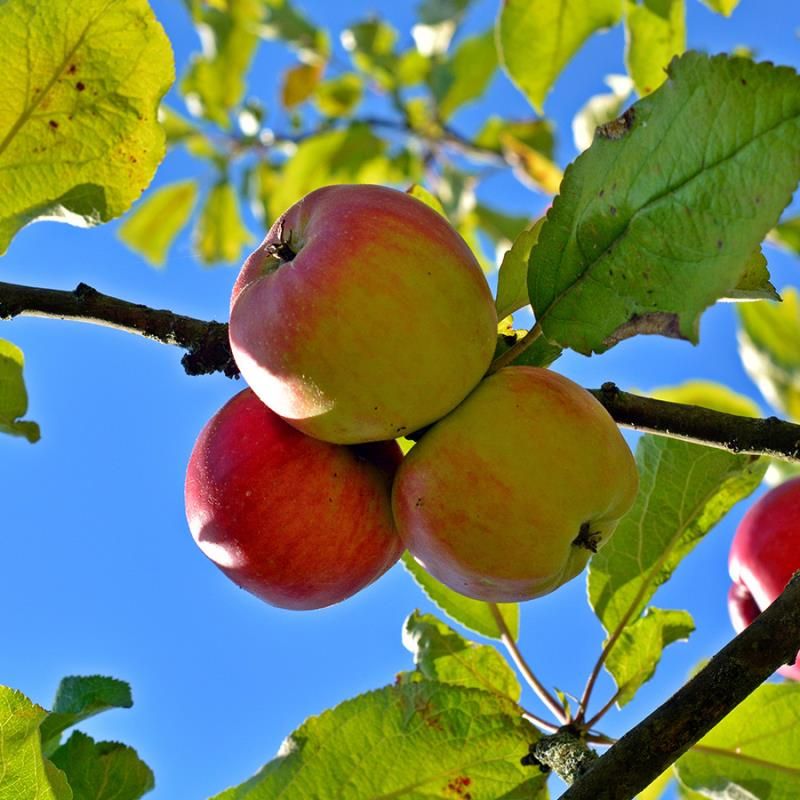 Ambrosia apple tree with fruit
