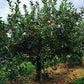 red delicious apple tree for sale