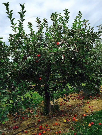 red delicious apple tree for sale