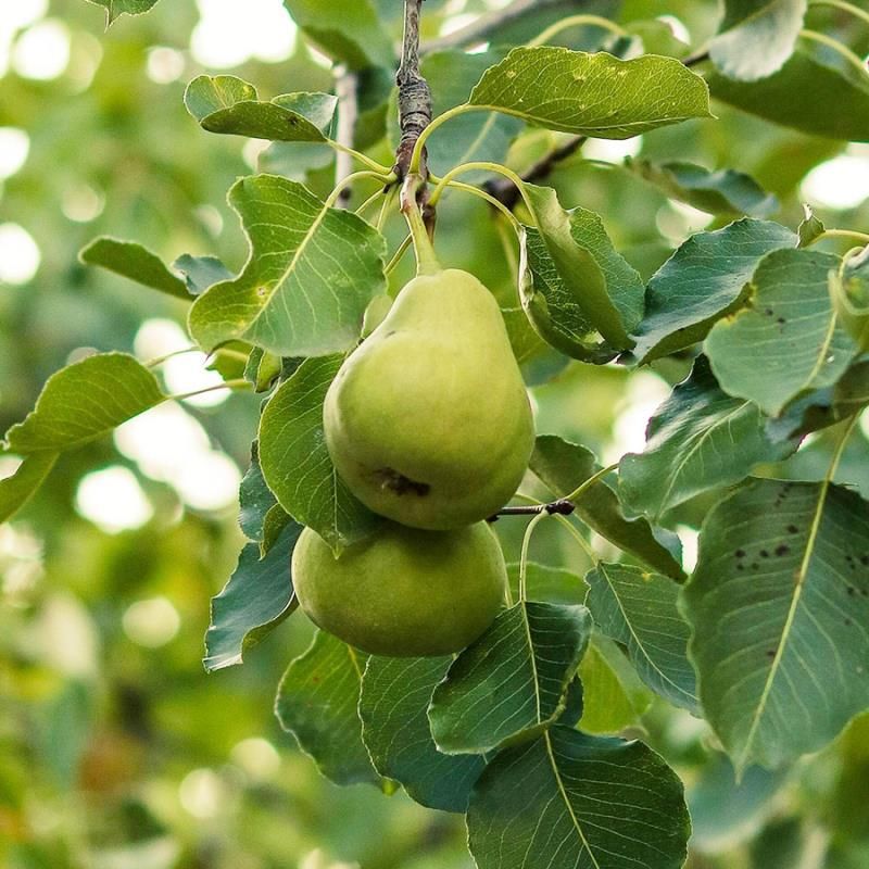 Anjou pear tree with green pears
