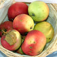 Freshly picked Jonathan apples in a basket.