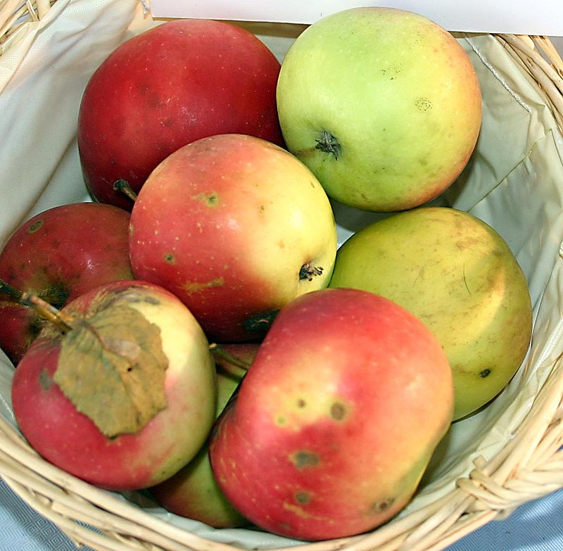 Freshly picked Jonathan apples in a basket.