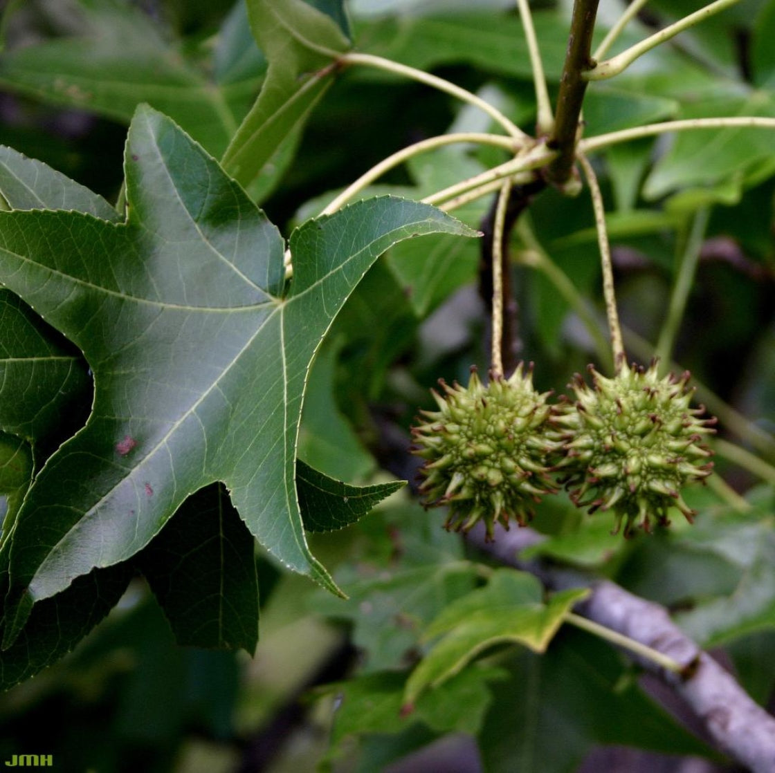 American Sweet Gum Tree in full sunlight leaves up close