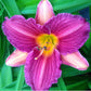 Purple D' Oro daylily flower.
