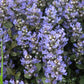 Buy Chocolate Chip Ajuga for year-round garden texture and color