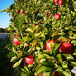 Close-up of Ambrosia apples on a tree
