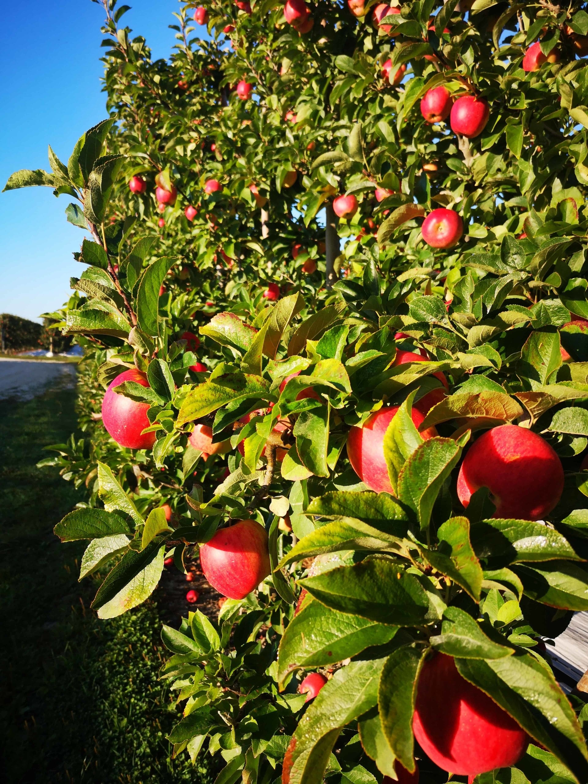 Close-up of Ambrosia apples on a tree
