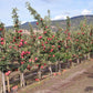 Ambrosia Apple Tree for Sale