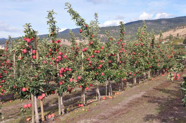 Ambrosia Apple Tree for Sale