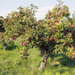 black apple trees for sale