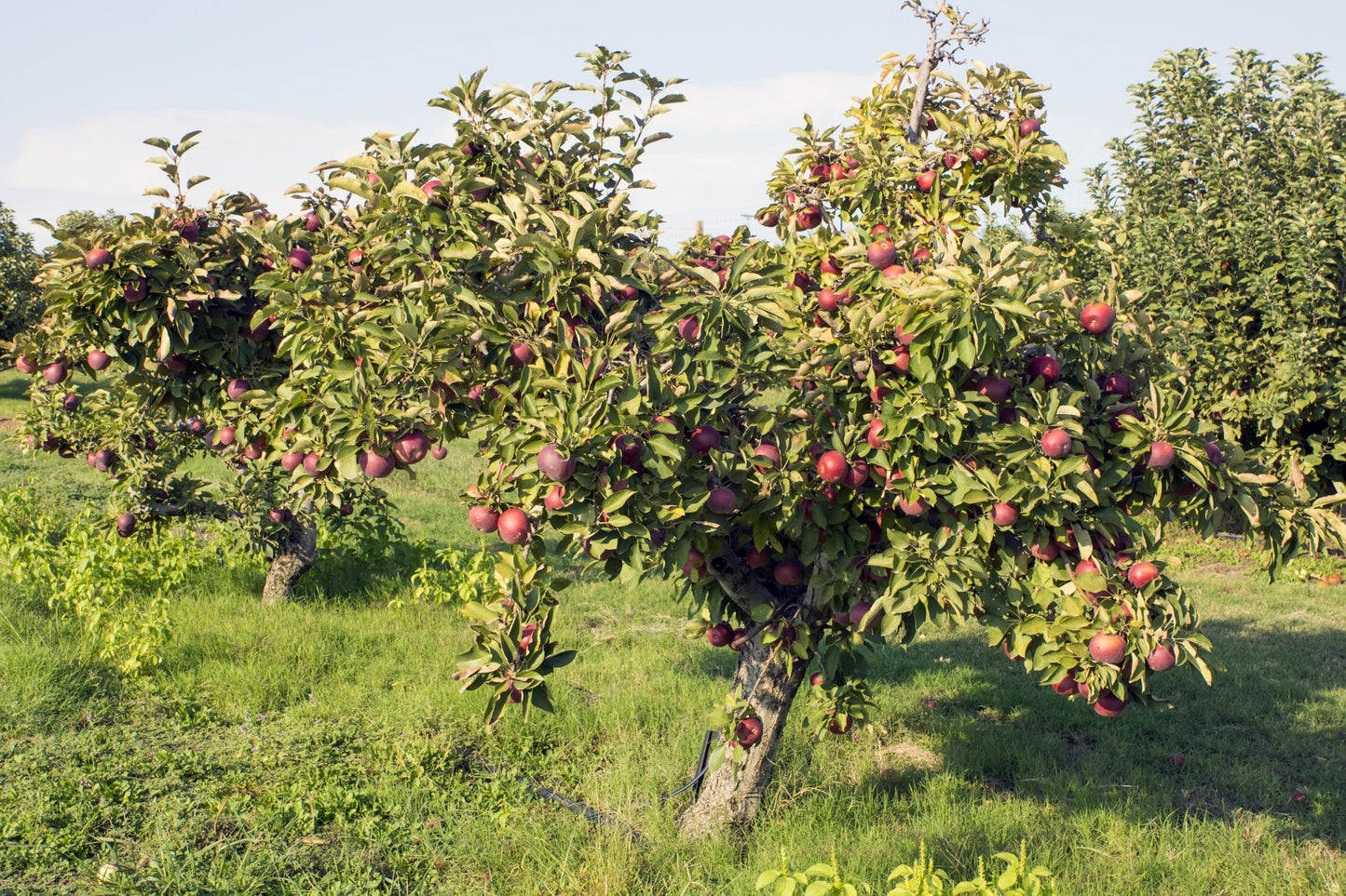 black apple trees for sale