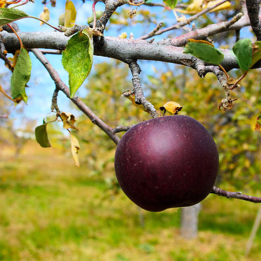 Arkansas Black apple tree with fruit
