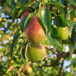 Fast-growing Ayers Pear Tree.
