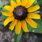 Vibrant Black-Eyed Susan flowers in garden

