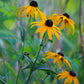 buy a Low-maintenance Black-Eyed Susan plant for sale online
