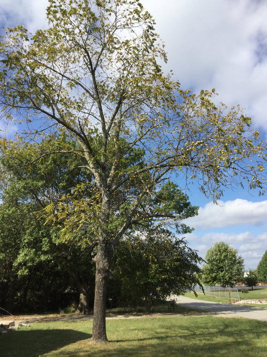 Strong roots on black walnut seedling for sale.