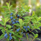 Boreal Blizzard Honeyberry for Sale | Giant Haskap Berry