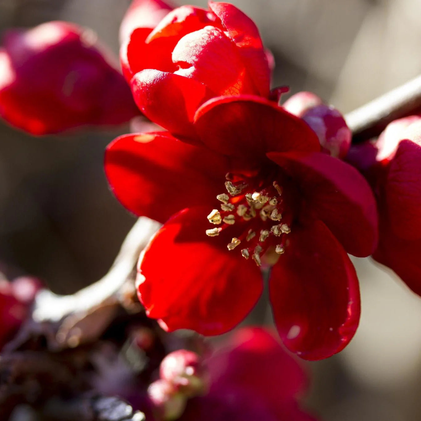 Scarff's Red Quince in full bloom.
