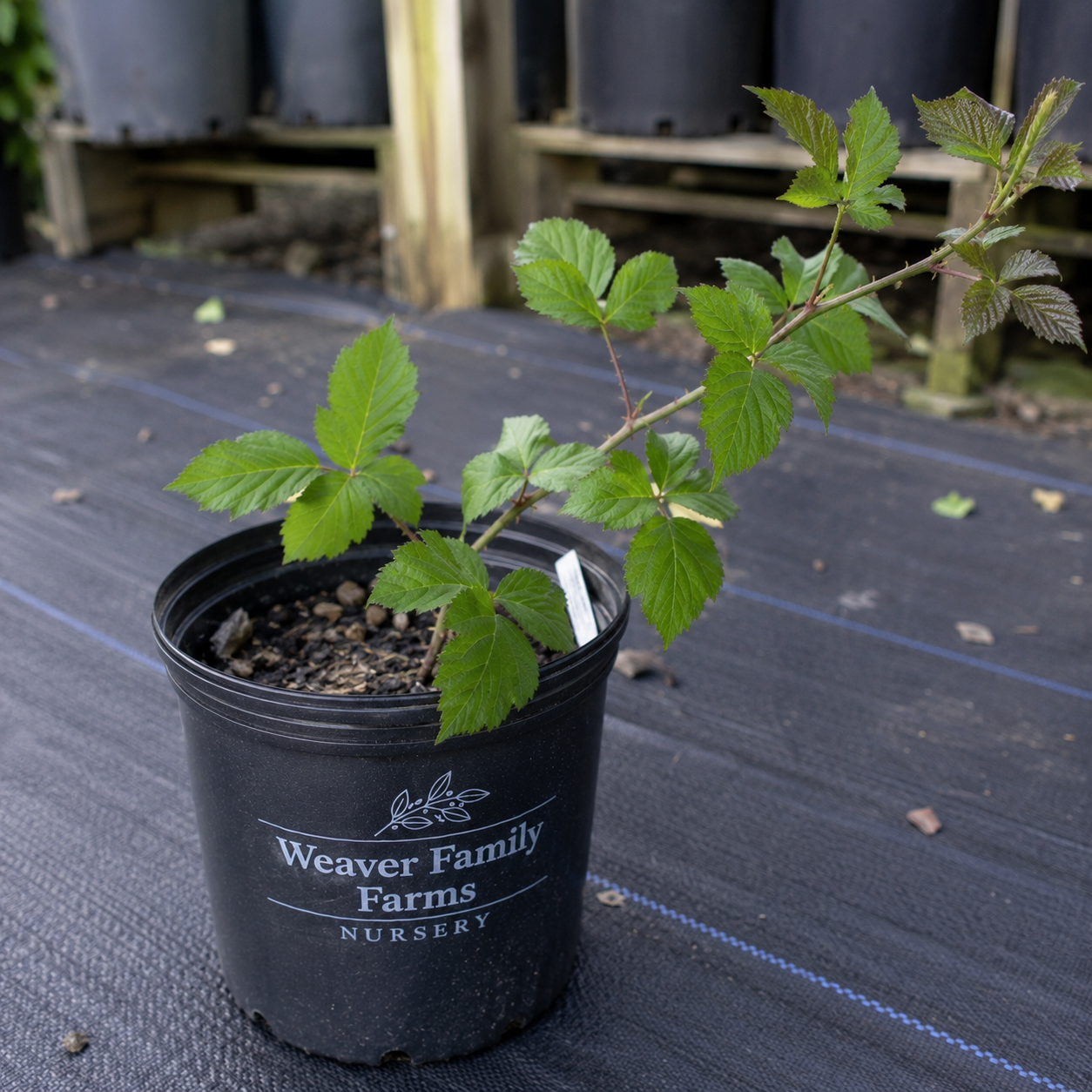 Thornless Blackberry 'Triple Crown'