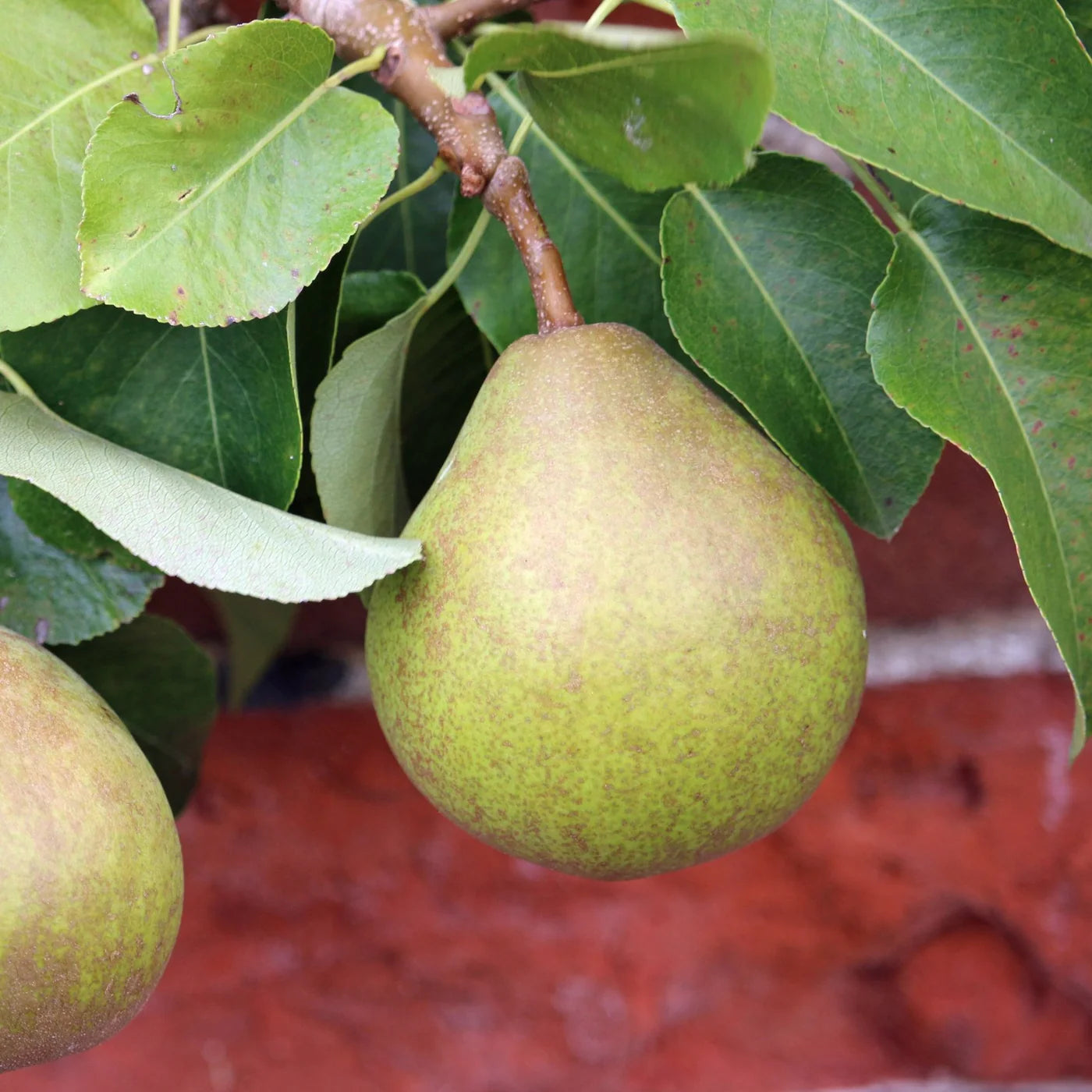 Standard Comice pear tree in a backyard orchard
