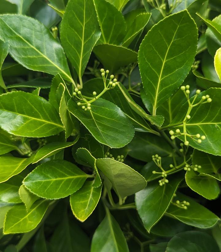 Dense green Manhattan Euonymus shrub.
