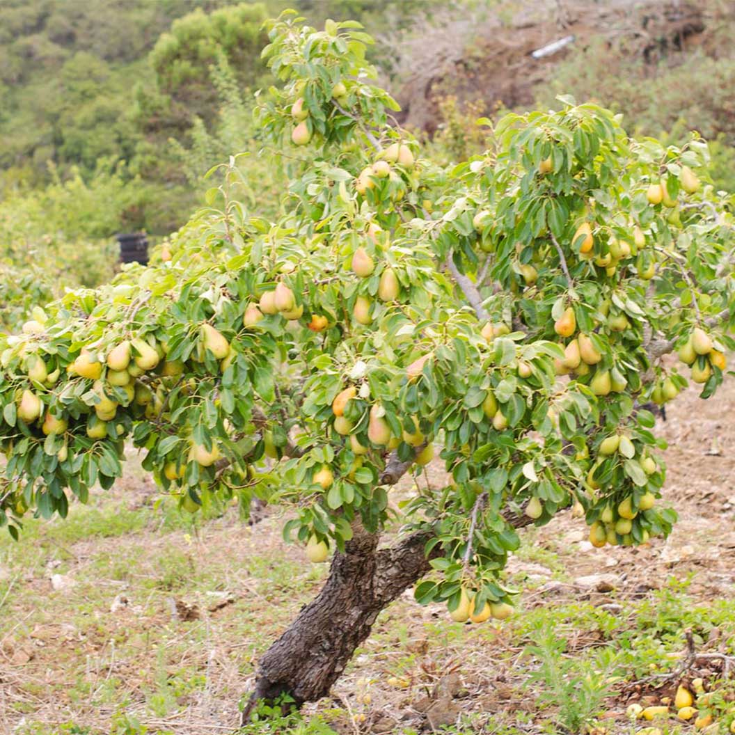 Dwarf Anjou pear tree in a garden
