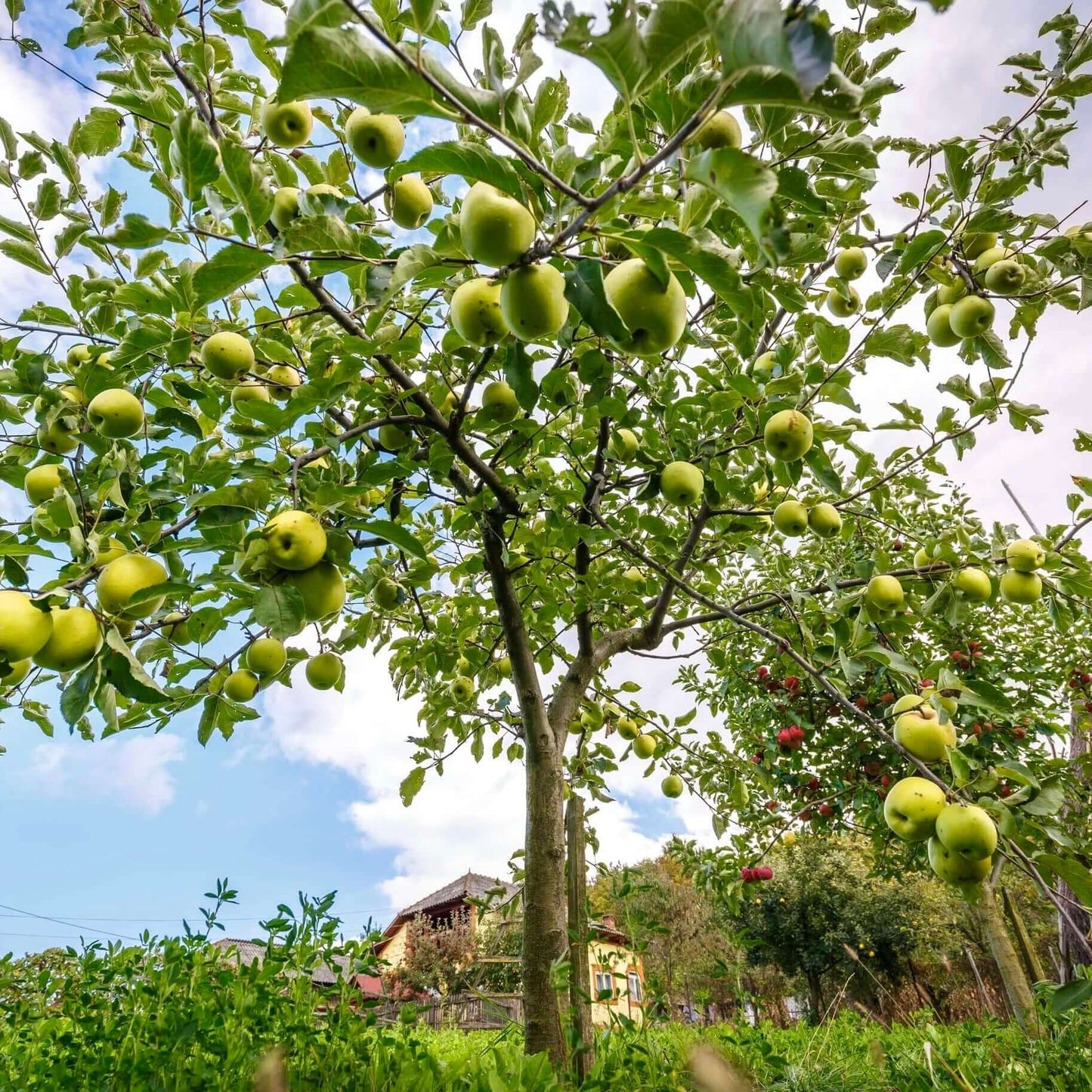 Harvest-ready Golden Delicious apples in a garden
