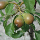 Young Moonglow pear sapling for sale
