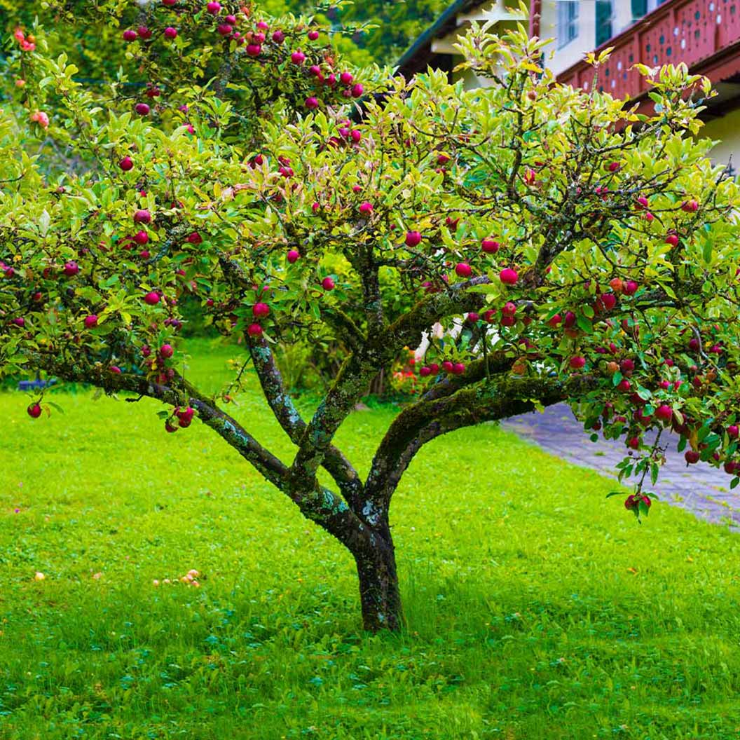 Fuji Apple Tree for Sale | Sweet, Crisp Apples

