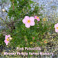 Pink Potentilla shrub for sale.
