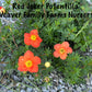 Orange potentilla plant with flowers.
