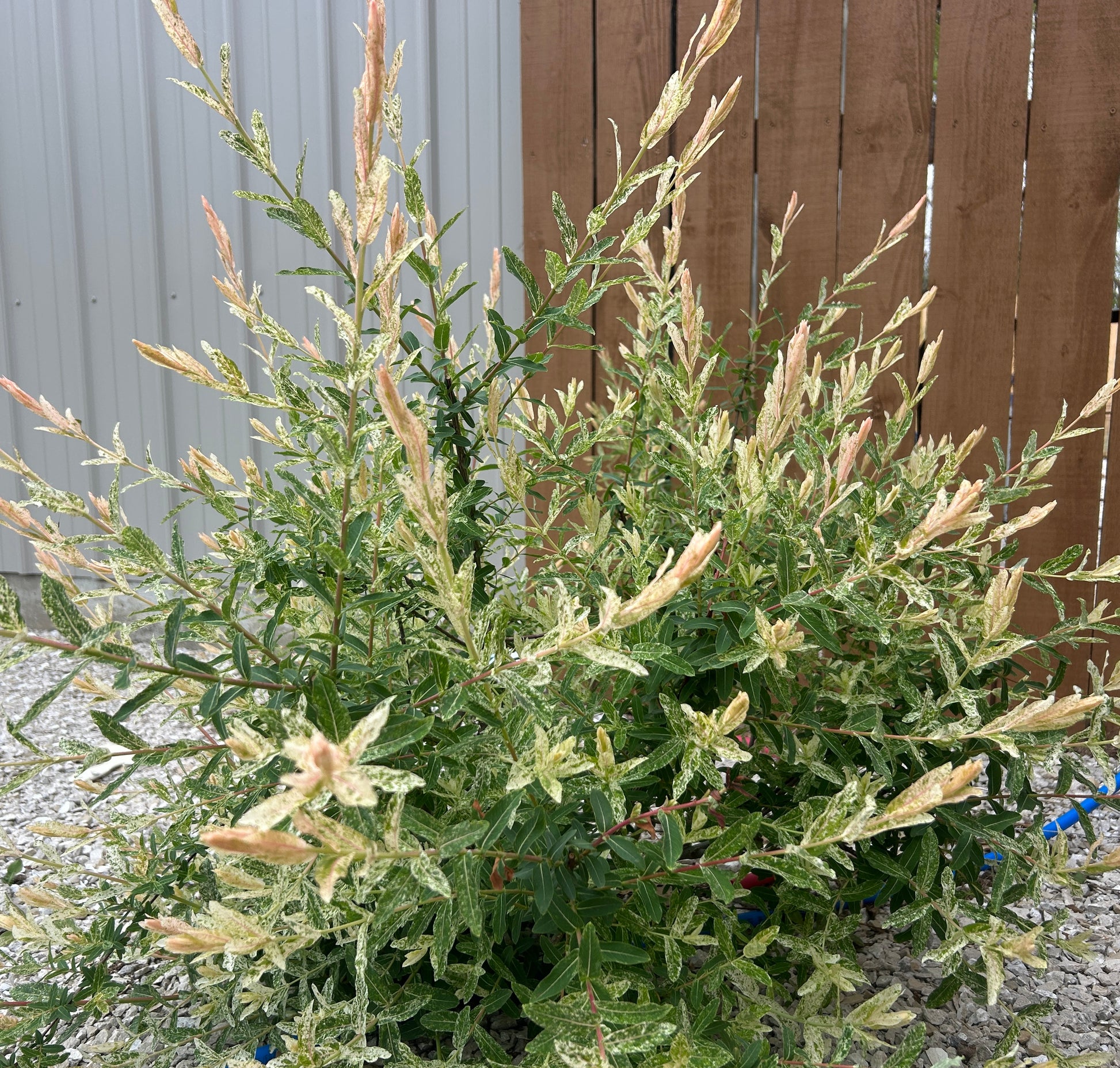 can you plant dappled willow near house Dappled Willow for Sale – Colorful, Fast-Growing Shrub – Weaver Family Farms Nursery
