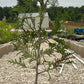 Gallon size green giant arborvitae 