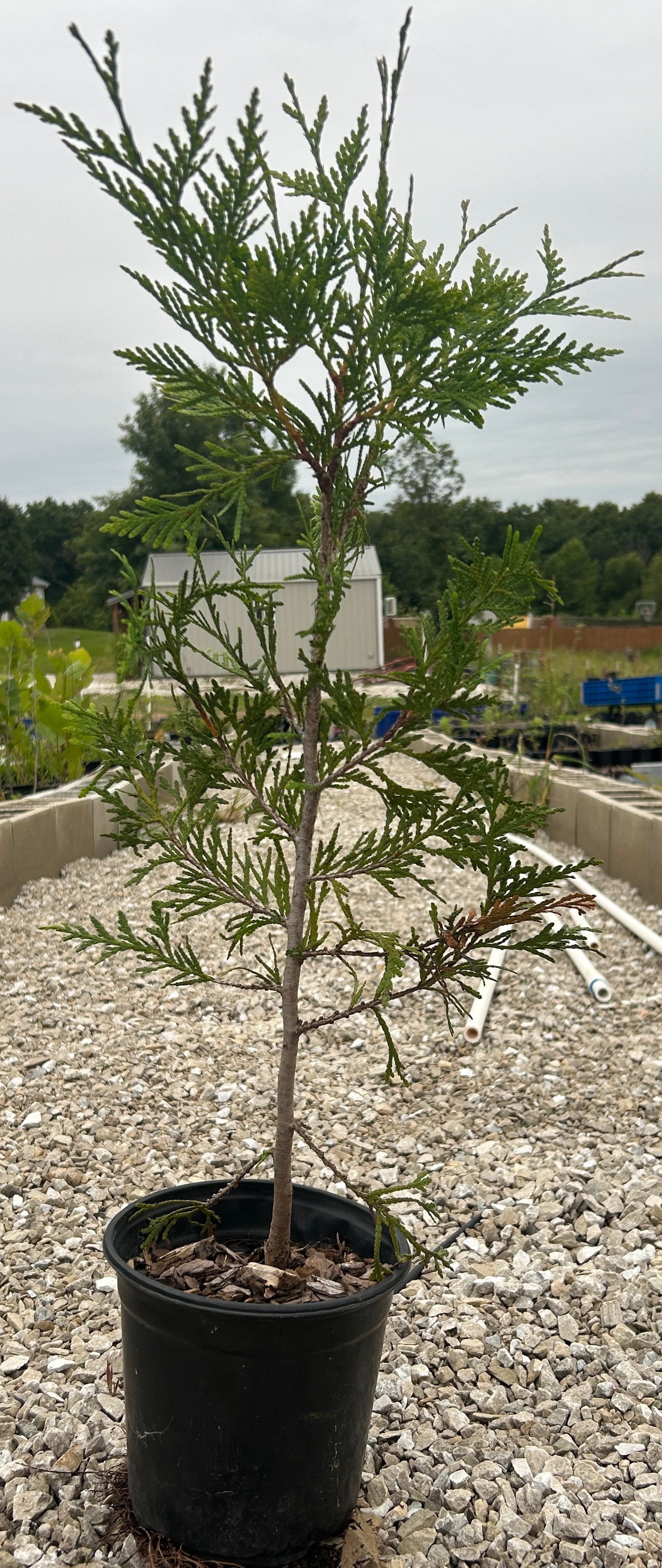 Gallon size green giant arborvitae 