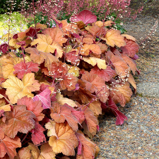 Southern Comfort Coral Bells with peach-colored leaves.
