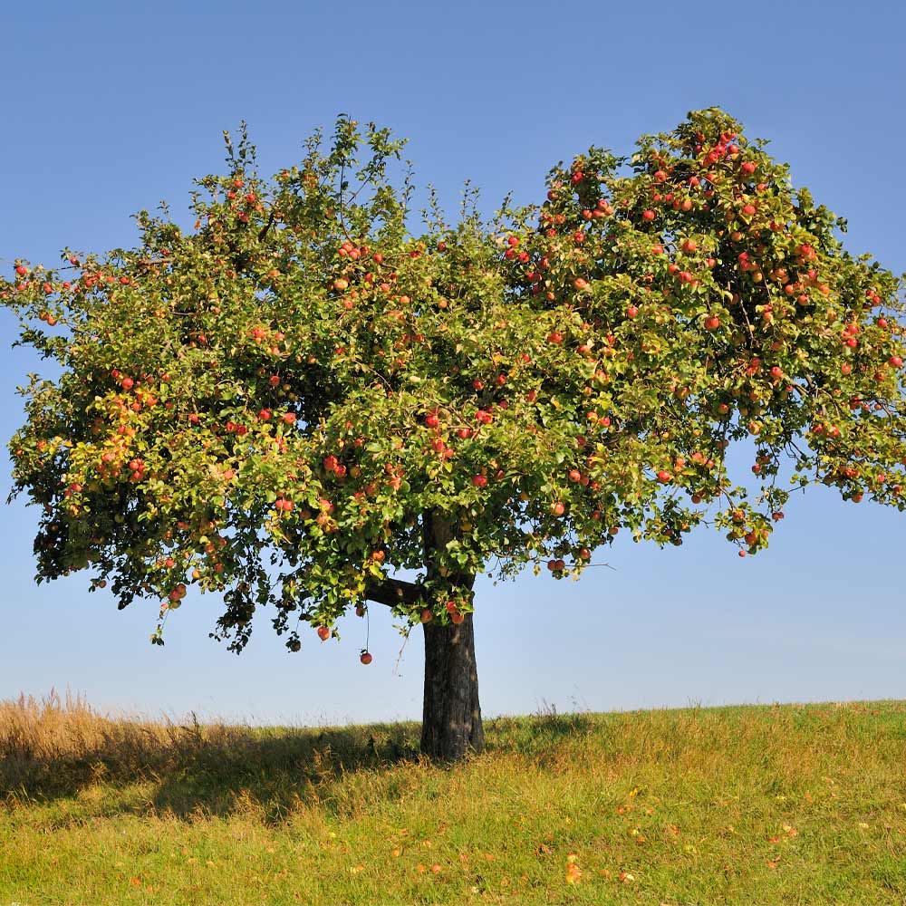 Honeycrisp apples ready for picking
