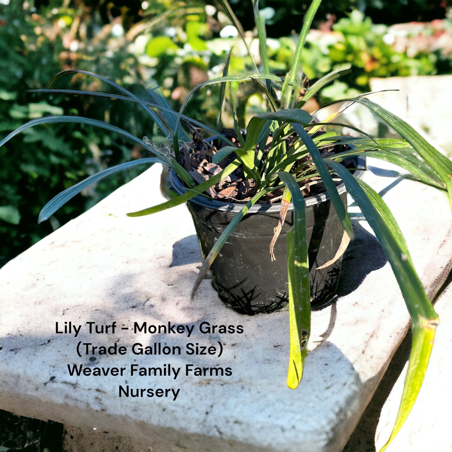 Liriope (Lily Turf) Ornamental Grass - Weaver Family Farms Nursery